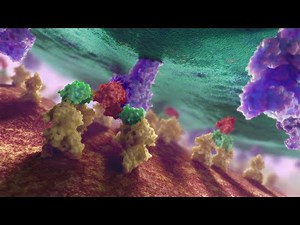 T-Cell Immunotherapy | MOA Animation