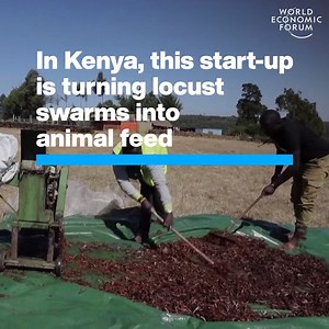 Providing a solution to the worst locust swarms in decades. 📕 Read more: https://wef.ch/3bbZlHz | World Economic Forum