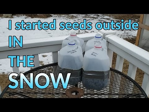 Winter Sowing in Zone 5 + the benefits of winter sowing!