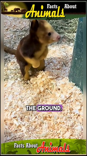 Here are some astonishing animal facts that may surprise you. #lifestyle #facts #about #animals #nature | Facts about Animals