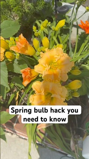 Missed Fall Bulb Planting? 🌷 Plant These in Spring for Summer Blooms! 🌸