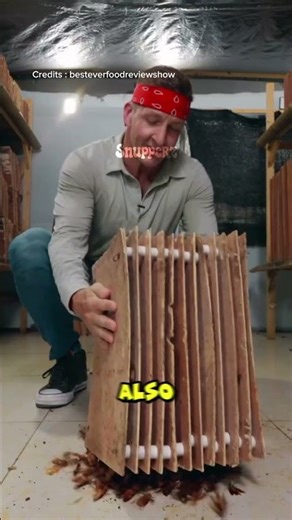 This Is Why You Should NEVER Kill a Cockroach! 🪳 #shorts #facts #Snupperz