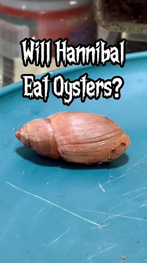 Will Hannibal eat oysters? Exploring the Diet of Cannibal Snails