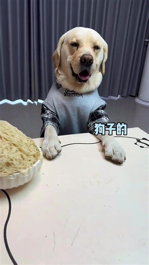 Hilarious Funny Animal Moments with Labradors