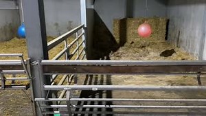 29K views · 1.5K reactions | Happy calves https://www.cowsignals.com/en/online_courses/youngstocksignals | CowSignals Training Company | Facebook