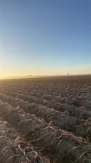 Arrachage de pomme de terre@SARL Varlet et fils @avrmachinery