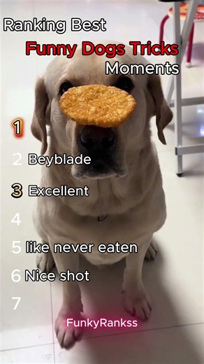 Ranking Dogs Tricks Moments!