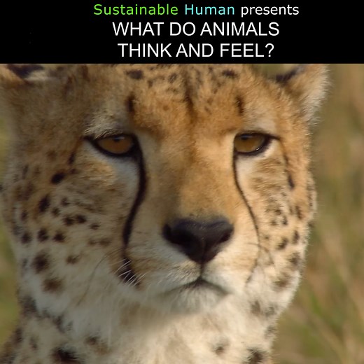 Research Scientist Carl Safina explains the unique ways that animals use their natural intelligence to work together for their survival. He explains that love is not unique to humans. We see many ways that animals feel connection with one another and will put themselves at risk to help others. But he raises an interesting question.. in their pursuit of the hunt, why don’t they hurt human beings more? Listen to find out more about the interesting examples of animal intelligence and animal compass