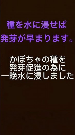 かぼちゃの種を蒔きました！ #かぼちゃ栽培 #発芽促進#かぼちゃ種撒き