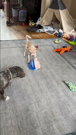 Challenge & Reward: Interactive Dog Toys That Stimulate Body and Brain!