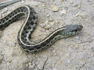 Eastern Garter Snake Care Tips - Reptiles Magazine