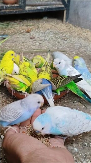 ​Rainbow Budgies Munching Seeds! 🌈 (Hand-fed)