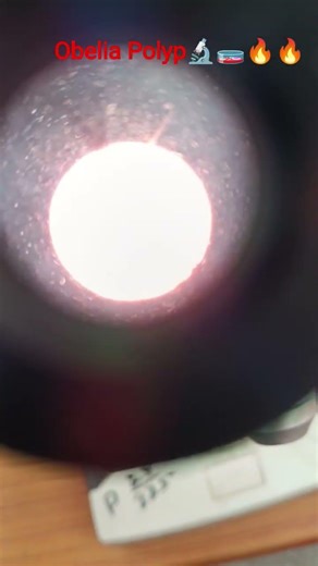 Obelia Polyp under Light Microscope 🔬