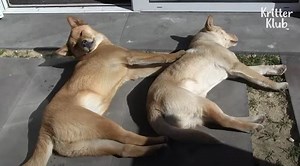 2.9M views · 209K reactions | Stray Dogs Couldn't Forget The Pizza Place Owner's Kindness And Keep Coming Back | Kritter Klub - *More videos of Cute AF (And Funny) Animals: https://bit.ly/cuteafvideo *Follow Kritter klub to brighten up your feed with daily animal videos❣ *Videos Available in English and 14 other languages on our Youtube! | Kritter klub | Facebook