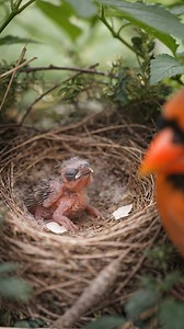 Life Begins — A Northern Cardinal Chick #NorthernCardinal #CardinalChick #BackyardBirds #LifeBegins #WildlifeReels #AmericanWildlife Image description: A newly hatched northern cardinal chick resting quietly in its nest, showing fragile early development during the first stage of life. | First Breath
