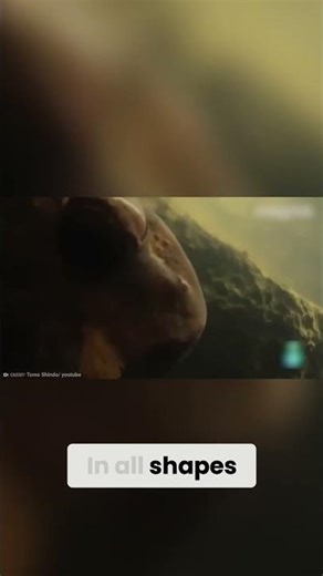 Meet The Wolverine Frog: Nature's Spiky Surprise! #shorts