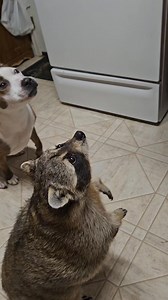Teaching A Old Raccoon & Old Pittbull New Tricks #Trashpanda #Raccoonlife #raccoonlivesmatter #animallover #Blessed | Billy Raccoon