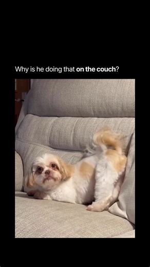 Congenai on Instagram: "When my Shih Tzu Daisy feels even slightly ignored, she has a full routine ready. She suddenly pops up and does this dramatic little kick with her back legs like she is protesting the lack of attention. It gets me every time because she will keep at it until someone notices her. Credit Samantha Cawley-Palmer via ViralHog Follow @congenai for updates #ShihTzu #DogLife #PetHumor #FunnyDogs #DogLovers #PuppyAntics #CutePets"