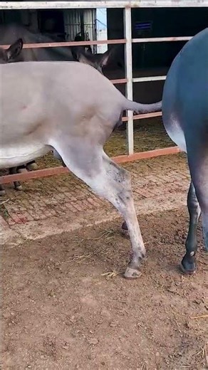 Funniest Donkey Ever Donkey Training the fun way 48