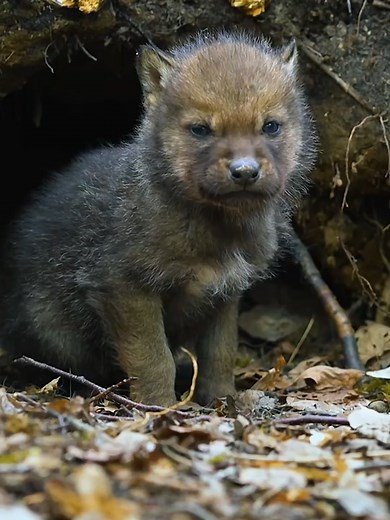 #amazinganimals #wildlife #animalslifestyle #foryoupage