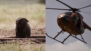 Watch the heart-warming rescue of a baby elephant that was trapped in a man-made watering hole. | National Geographic