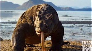 15K views · 371 reactions | This is life in all its wonder. We are bigger than our differences. #PlanetEarth2 premieres Saturday at 9/8c on BBC America. | BBC America | Facebook