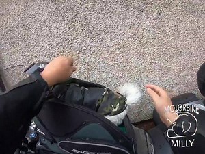 1.1M views · 35K reactions | Today we arranged to get the bike repaired I hope it rides like new after the works done 爛 If you enjoy our page and would like to become a page supporter with added benefits then please follow the link below 殺 https://www.facebook.com/becomesupporter/1037361066385504/ | Motorbike Milly | Facebook