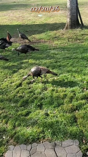 Understanding Turkey Families: Hens and Toms Explained