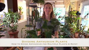 Anthurium - how to propagate anthurium plants & care