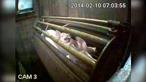 World-first video: pigs being ‘put to sleep’ in ‘humane’ abattoir (WARNING: Graphic)
