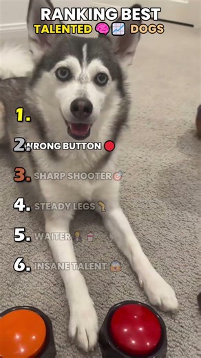 Ranking Best Talented Dogs #dog #funny #cute