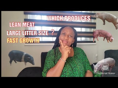Best Pig breed for commercial Pig farming/ Pig breed and its features