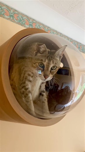🛸 Space Cat Sabian Ready for Takeoff 🌙
