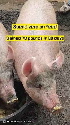 Raising pigs #Kenya raises pigs, cattle and sheep