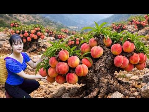 Ly Trieu Ca: Harvesting Giant Wild Peach in Forest - Traditional cook Spicy Whole Chicken recipe