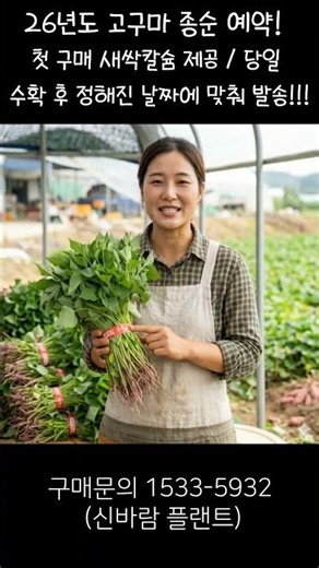 [26년도 고구마 종순 예약 받습니다. ㅡ 5월 18일부터 신규 판매 재개합니다- 중고트랙터 경운기 관리기 스키로더 굴삭기 화물트럭 매매 직거래 장터 사이트 (관리기.com)
