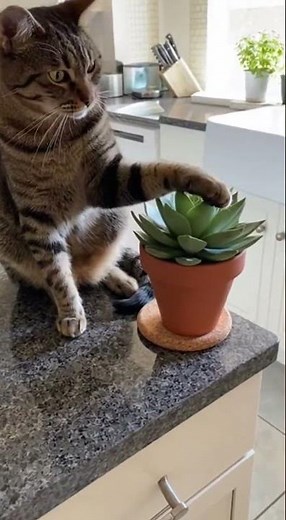 Cat Locks Eyes and Pushes Plant Off Counter
