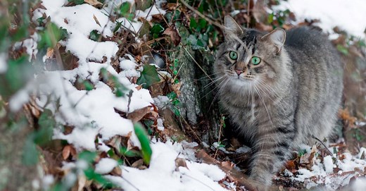 Pixie-Bob Cat Prices 2024: Purchase Cost, Vet Bills, and Other Costs