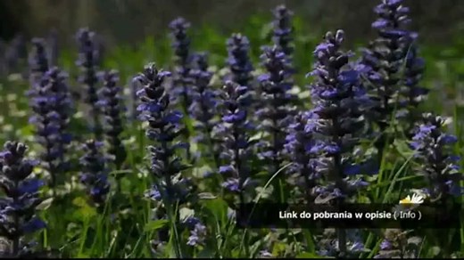 ls-magazine-video angels