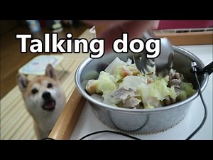 柴犬小春 【ASMR】Talking dogやはり豚があるとエンジン全開大騒ぎ！音フェチ、飯テロ