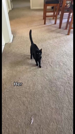 Spooky the Spooked Cat: Black Cat Appreciation Day