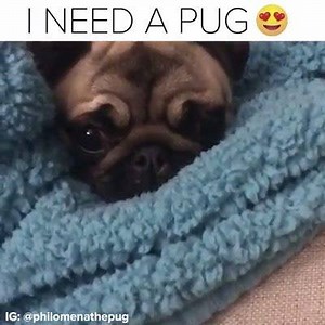 Everyone needs a PUG in lockdown 💖 | Pug Cafe