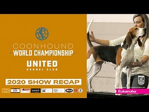 UKC Coonhound World Championship 2020- Bench Show Recap