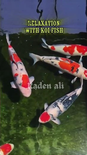 relaxation with koi fish #shortvideo #koi #asmrsounds #relaxingmusic