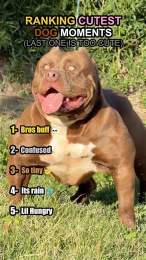 Ranking the Cutest Dog Moments (Part 1)