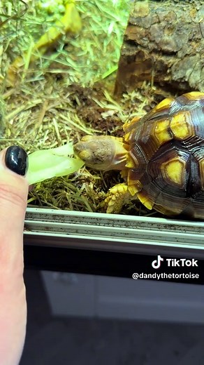 She used to hide away when i tried to hand feed her ❤️ #feeding #handfeed #sulcata #baby #africansulcata #africansulcatatortoises #dandelion #dandy #lettuce #food #hungry #eating