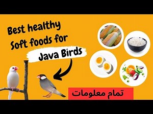 Best Soft foods for Java birds | Healthy Java Sparrow Foods | information about Java birds| part #3