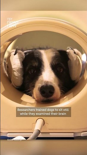 Study: Some dogs may be able to read your feelings on your face