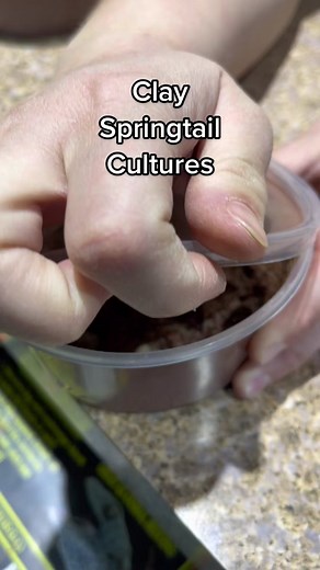 Clay springtail cultures are now available! #everevolvingexotics #reptileshop #tucson #arizona #springtails #livingvivariums #cleanupcrew #springtailculture #bioactive #terrarium