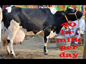 Holstein Friesian cow 40 liter Milk For 1 Lakh I Dairy Farming in Punjab India
